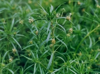 Karnıyarık Otu Özellikleri ve Faydaları Nelerdir?